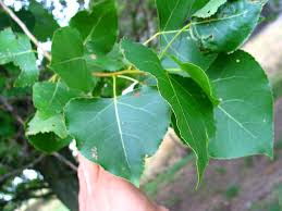 Attēlu rezultāti vaicājumam “Populus x canadensis leaf”