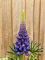 Image result for Lupinus polyphyllus Lindl.