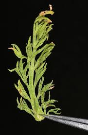 Attēlu rezultāti vaicājumam “Matricaria discoidea leaf”