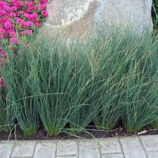Attēlu rezultāti vaicājumam “Juncus nastanthus”
