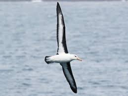 Image result for Thalassarche melanophris