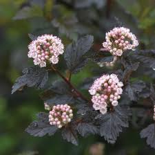 Attēlu rezultāti vaicājumam “Physocarpus opulifolius”