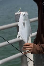 Image result for Trachinotus carolinus