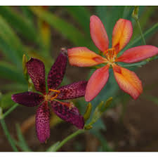 Image result for Pardancanda norrisii