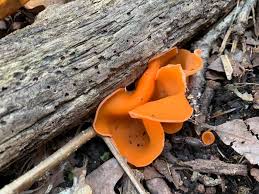 Attēlu rezultāti vaicājumam “Aleuria aurantia”