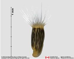 Attēlu rezultāti vaicājumam “Centaurea scabiosa fruit”