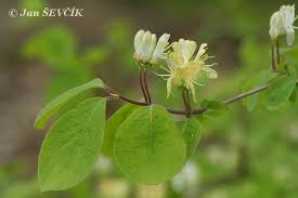 Attēlu rezultāti vaicājumam “Lonicera xylosteum bud”