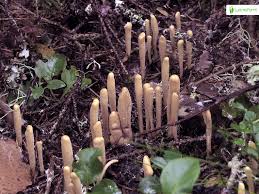 Attēlu rezultāti vaicājumam “Clavariadelphus ligula”