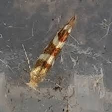 Attēlu rezultāti vaicājumam “Argyresthia goedartella”