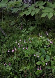 Attēlu rezultāti vaicājumam “Linnaea borealis”