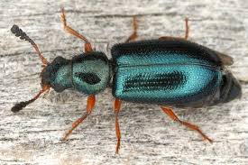 Attēlu rezultāti vaicājumam “Necrobia violacea”