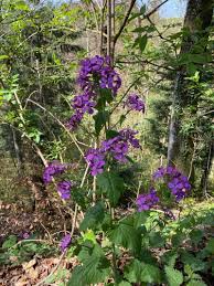 Image result for Lunaria annua