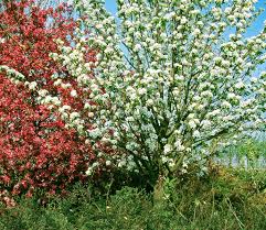 Attēlu rezultāti vaicājumam “Pyrus communis flower”