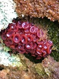 Attēlu rezultāti vaicājumam “Ascocoryne sarcoides”