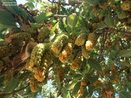 Attēlu rezultāti vaicājumam “Carex dioica fruit”