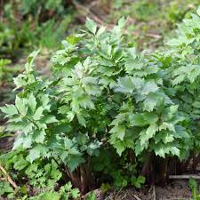 Attēlu rezultāti vaicājumam “Levisticum officinale flower”