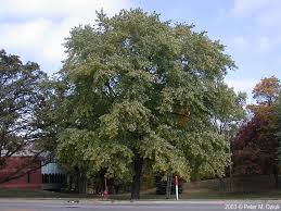 Attēlu rezultāti vaicājumam “Acer saccharinum”