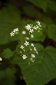 Attēlu rezultāti vaicājumam “Saxifragaceae”