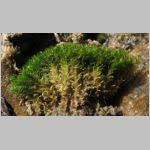 Attēlu rezultāti vaicājumam “Hymenostylium recurvirostrum”