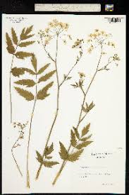 Attēlu rezultāti vaicājumam “Pimpinella major”