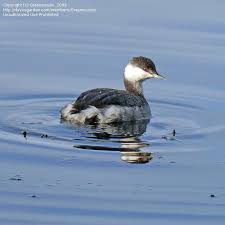 Image result for Podiceps auritus