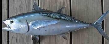 Image result for Euthynnus alletteratus