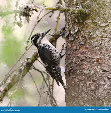 Attēlu rezultāti vaicājumam “Picoides tridactylus”
