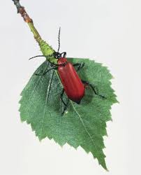 Attēlu rezultāti vaicājumam “Pyrochroa coccinea”