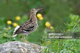 Image result for Gallinago media