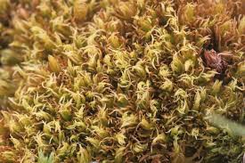 Attēlu rezultāti vaicājumam “Dicranum undulatum”