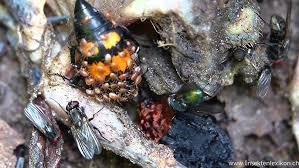 Attēlu rezultāti vaicājumam “Oiceoptoma thoracicum”