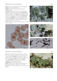 Attēlu rezultāti vaicājumam “Physarum virescens”