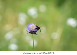 Attēlu rezultāti vaicājumam “Zygaena lonicerae larva”