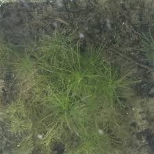 Attēlu rezultāti vaicājumam “Najas minor”