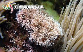 Attēlu rezultāti vaicājumam “Collaria rubens”