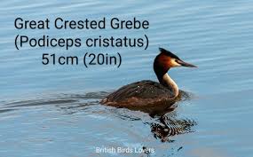 Attēlu rezultāti vaicājumam “Podiceps cristatus adult”