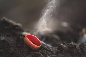 Attēlu rezultāti vaicājumam “Sarcoscypha austriaca”