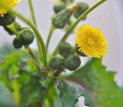 Attēlu rezultāti vaicājumam “Sonchus oleraceus bud”