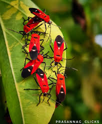 Attēlu rezultāti vaicājumam “Diderma cingulatum”
