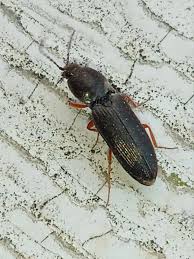 Attēlu rezultāti vaicājumam “Cardiophorus ruficollis”