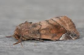 Attēlu rezultāti vaicājumam “Cosmia pyralina”