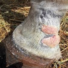 Image result for "proud flesh"