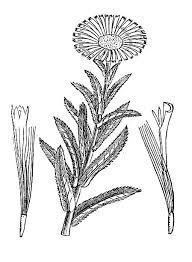 Attēlu rezultāti vaicājumam “Inula salicina bud”