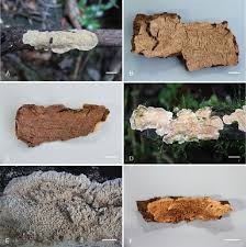 Attēlu rezultāti vaicājumam “Laurilia sulcata”