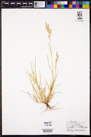 Attēlu rezultāti vaicājumam “Bromus hordeaceus subsp. hordaceus fruit”