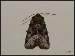 Attēlu rezultāti vaicājumam “Oligia sp.”