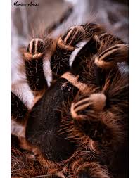 Znalezione obrazy dla zapytania geniculata