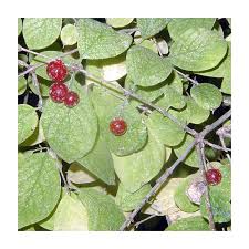 Attēlu rezultāti vaicājumam “Lonicera xylosteum leaf”