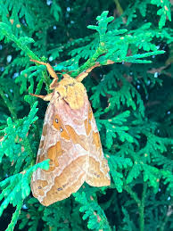 Attēlu rezultāti vaicājumam “Hepialidae”