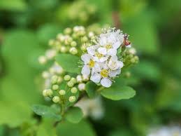 Attēlu rezultāti vaicājumam “Spiraea chamaedryfolia flower”